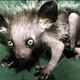 Image for article titled 12 Real Animals We Can't Believe Aren't Pokémon